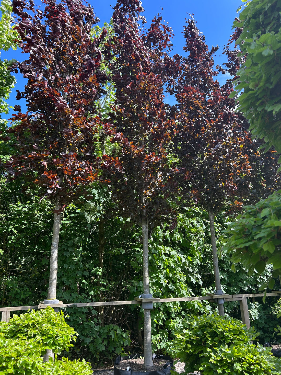 Fagus sylvatica Dawyck - Søjlebøg - Søjleformet