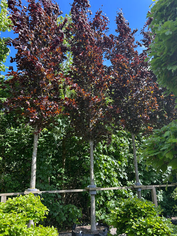 Fagus sylvatica Dawyck - Søjlebøg - Søjleformet