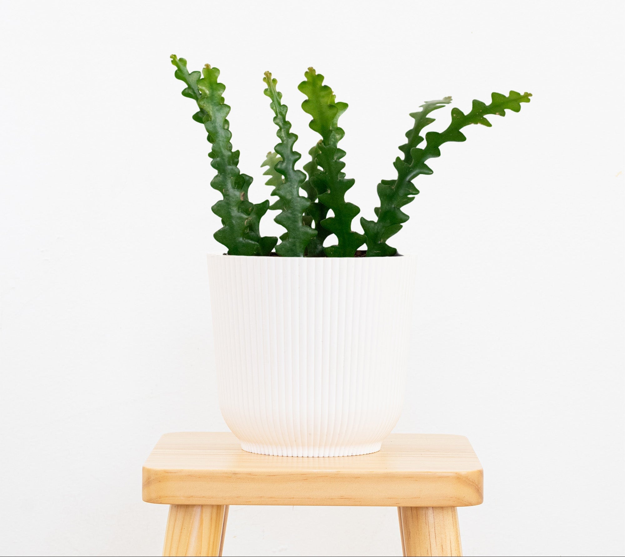 Fishbone Cactus