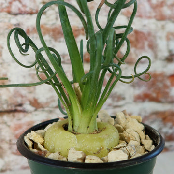 Close-up of Albuca spiralis (Frizzle Sizzle) with curly green leaves in a pot of light rocks, set before a blurred brick wall.