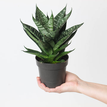 Sansevieria 'Star Ming Green Marble' Plants GrowTropicals