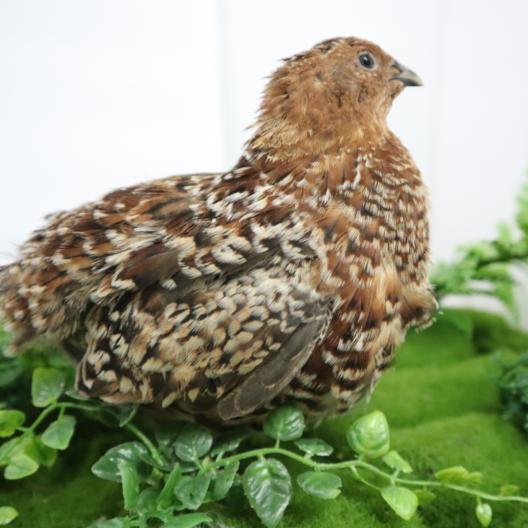 German Chocolate Pansy Quail Hatching Eggs - Premium Hatching Eggs for Quality Farming and Hatching