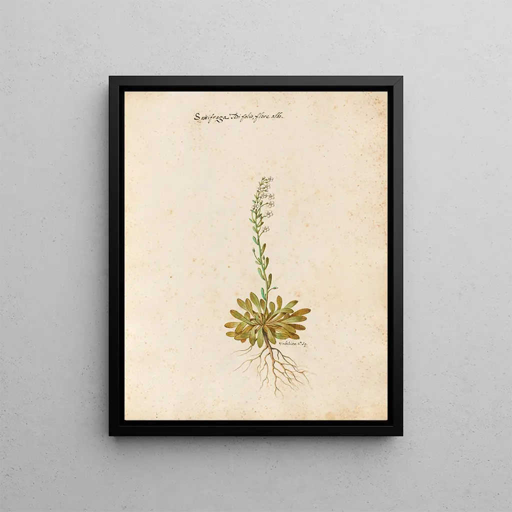 Giovanna Garzoni - Piante varie Pl23.webp