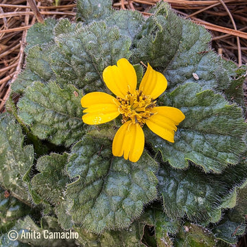 Green and Gold (Chrysogonum virginianum) - 1 Gallon