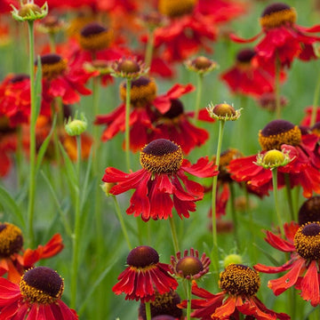 Helenium Moerheim Beauty Plants