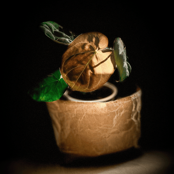 Anthurium Hoffmannii-protoleaf