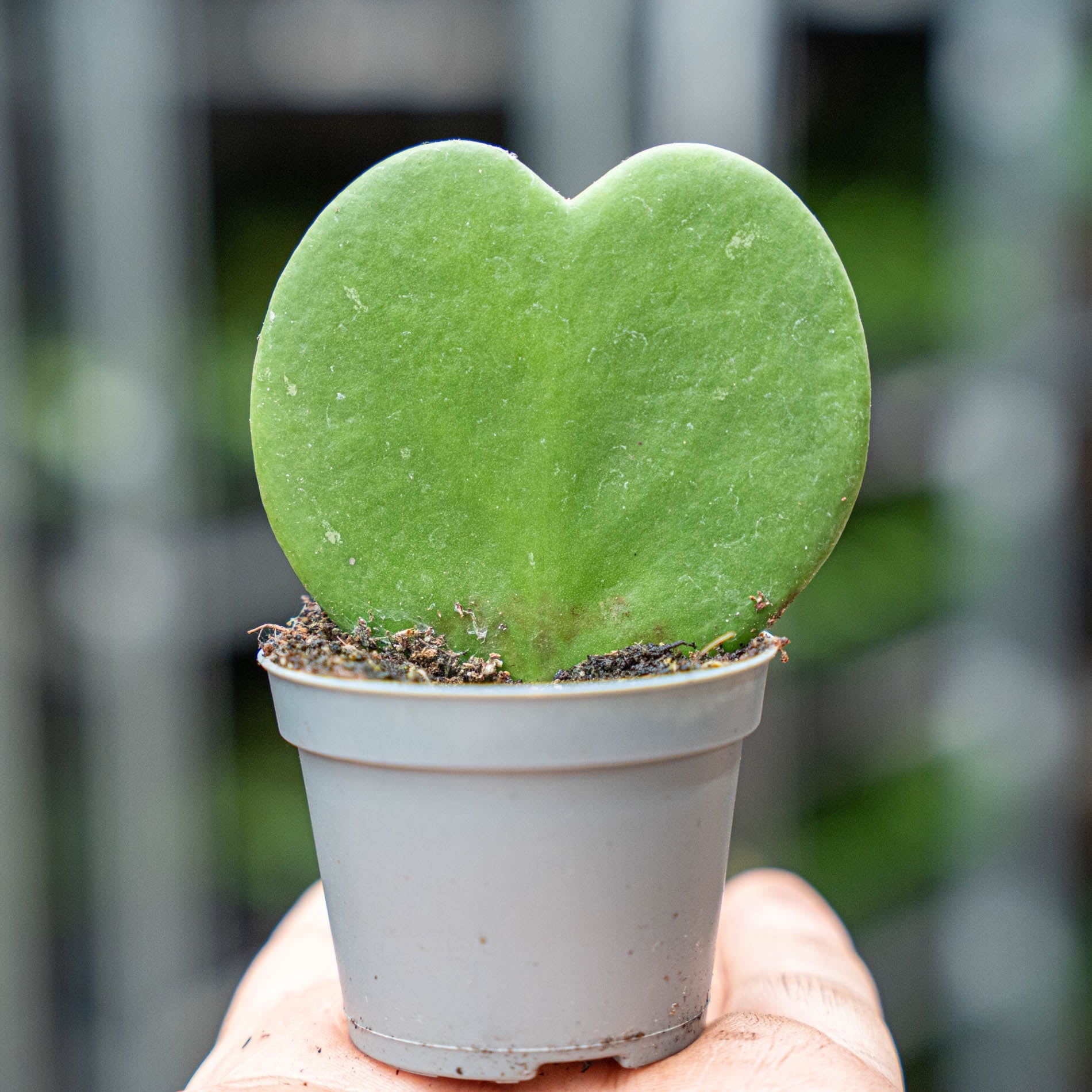 Hoya Kerrii heart-shaped plant in a 6 cm pot, approximately 10 cm tall, Florazo NL brand, with green foliage and thick leaves.