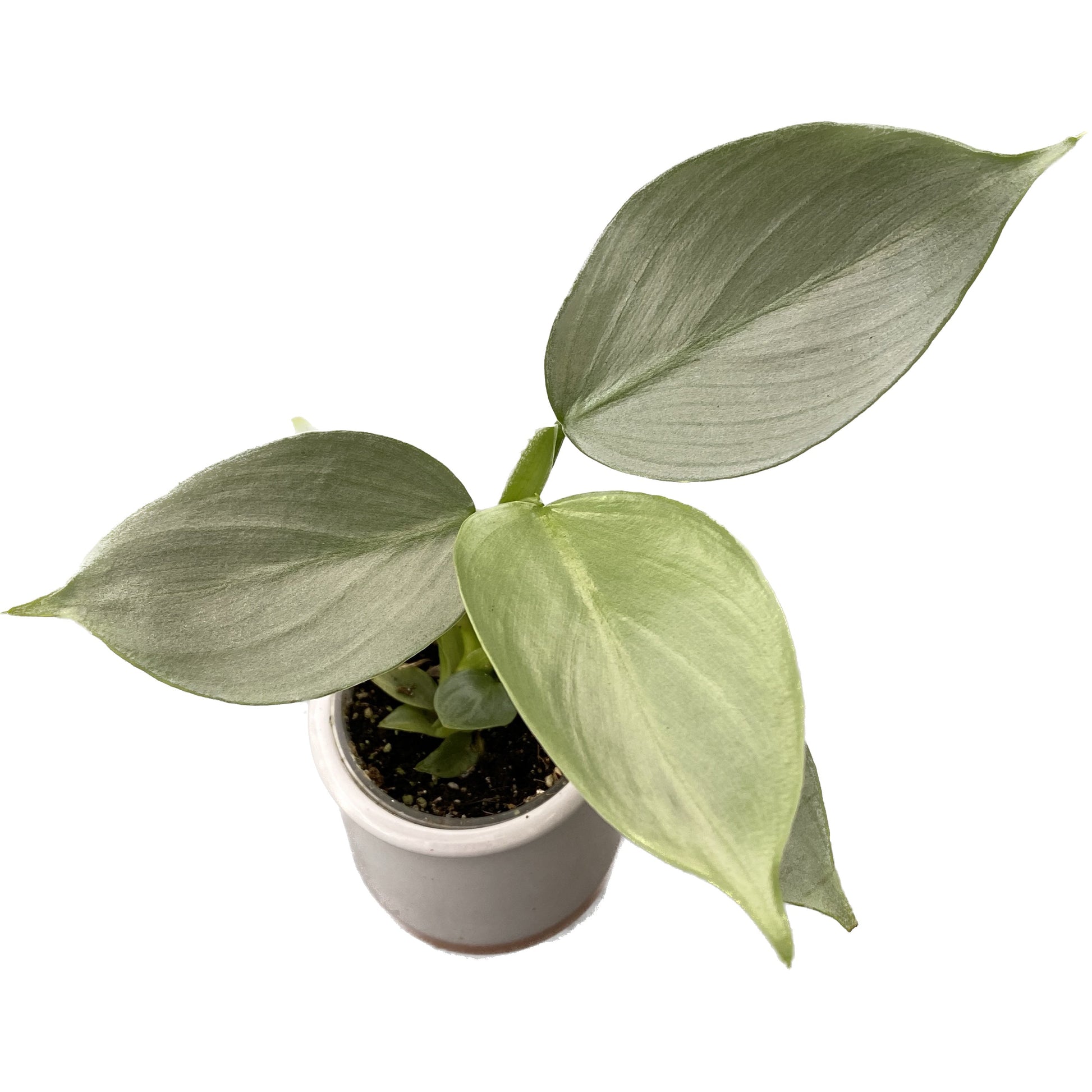 Philodendron Hastatum 'Silver Dust' *roślinka młoda