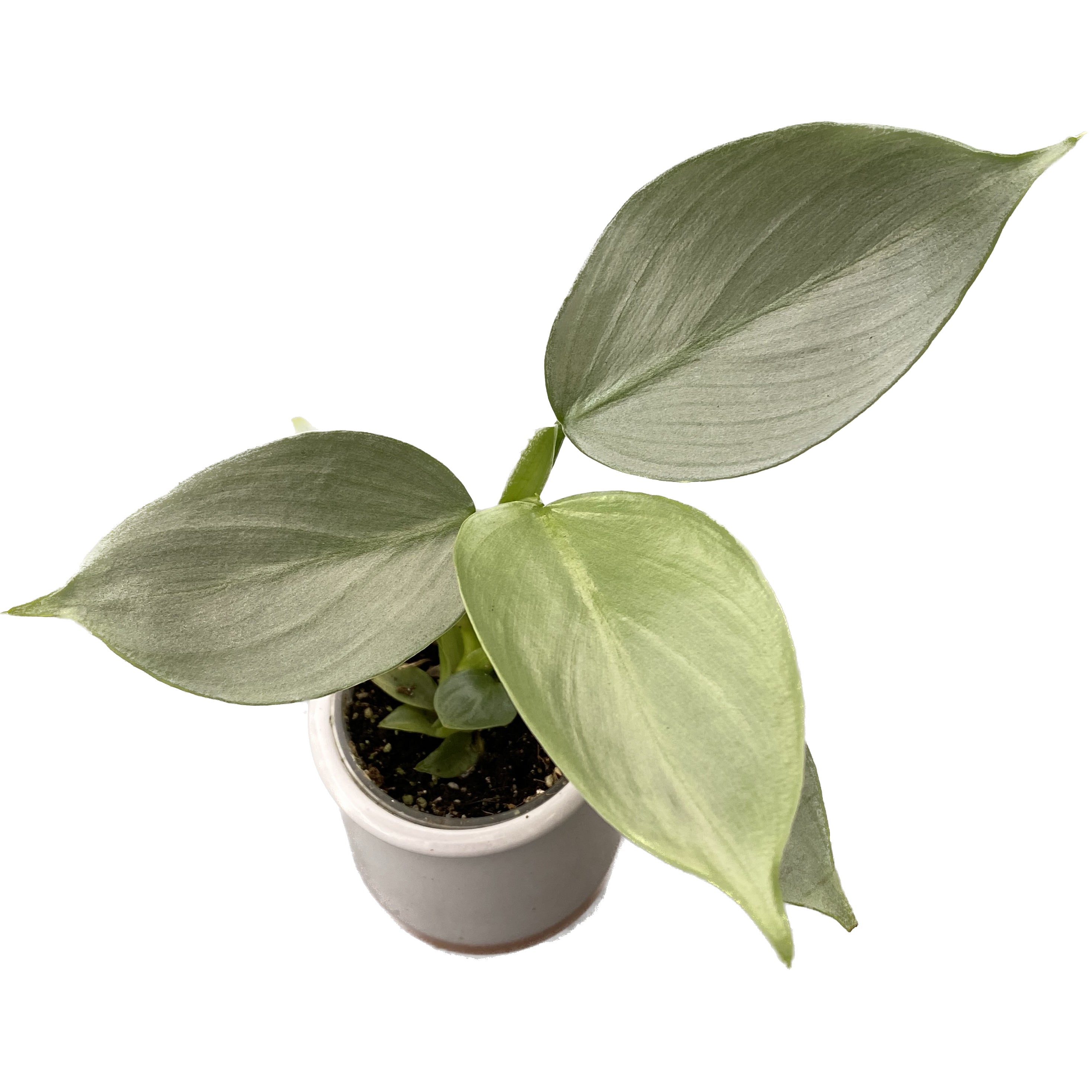 Philodendron Hastatum 'Silver Dust' *roślinka młoda