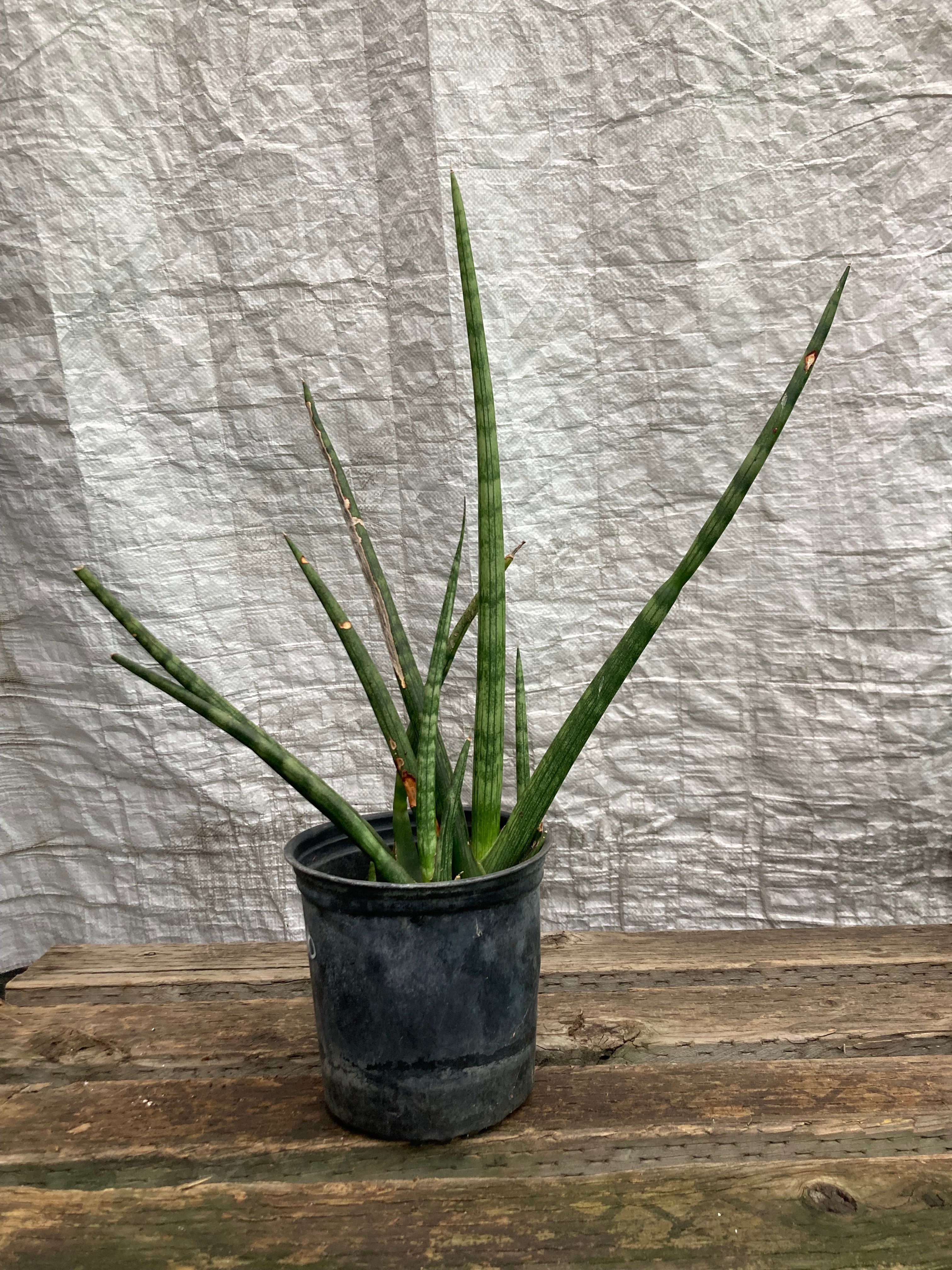 Sansevieria cylindrica  (African Spear Plant)