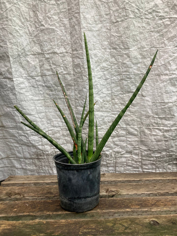 Sansevieria cylindrica  (African Spear Plant)