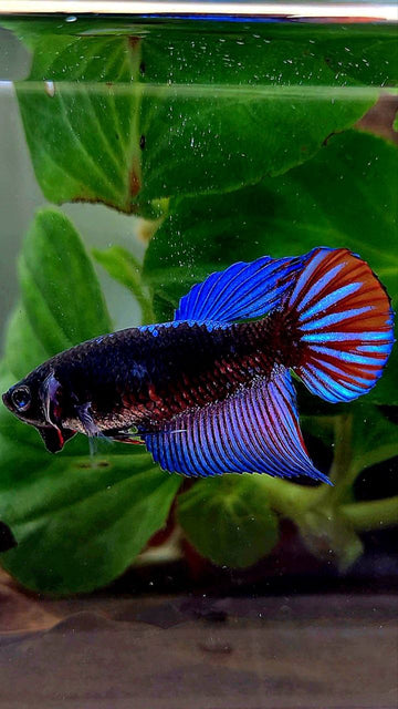 FEMALE VEILTAIL EMERALD BLACK GALAXY AVATAR BETTA FISH