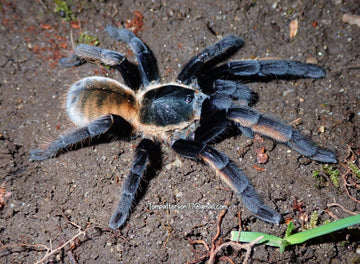 Ornithoctonus aureotibialis 2”