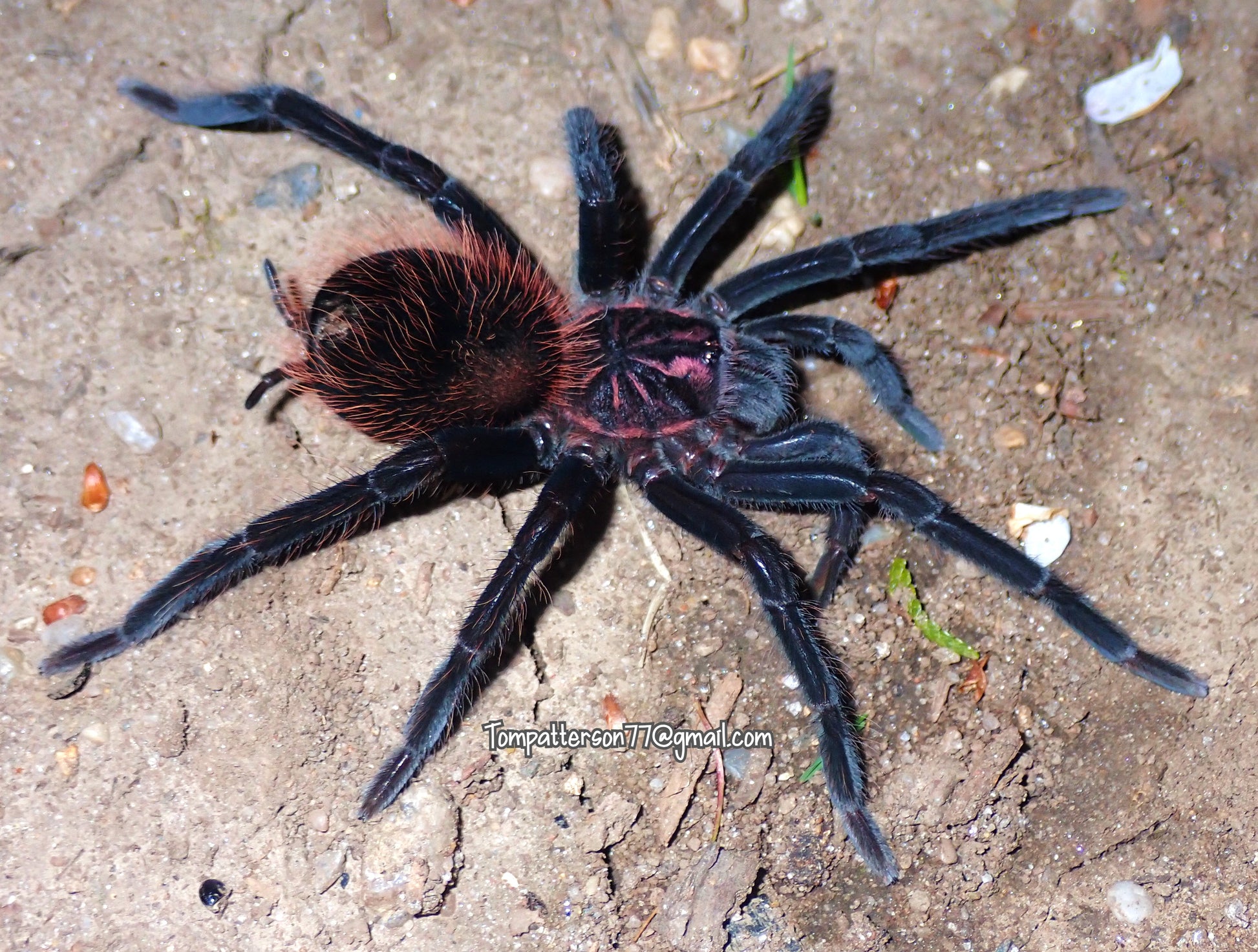 Xenesthis sp. “Megascopula” 1.5”