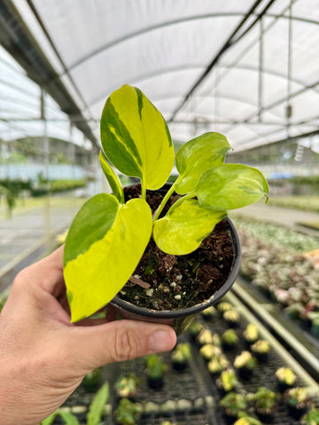 4" Pothos 'Neon Joy'