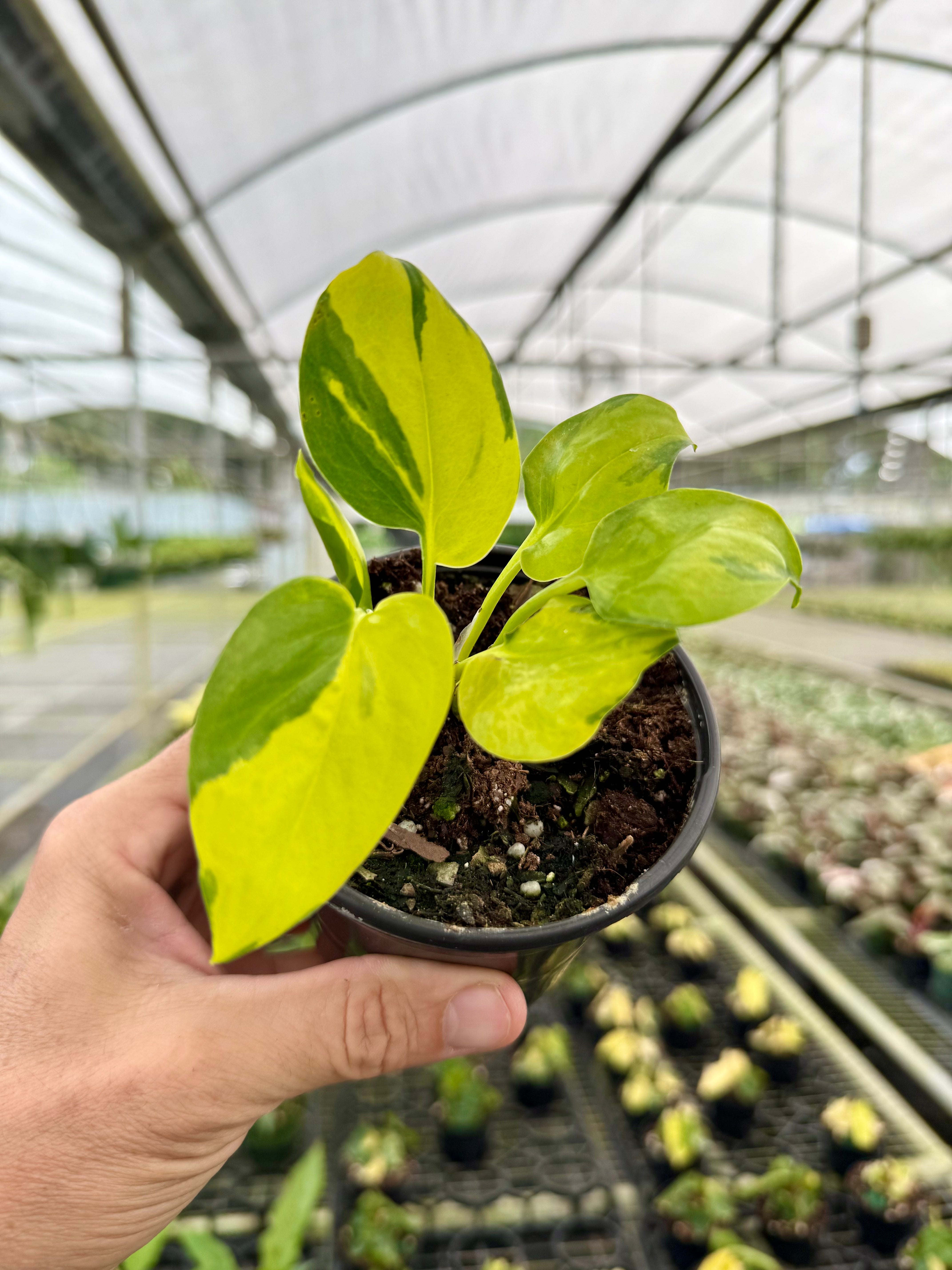 4" Pothos 'Neon Joy'