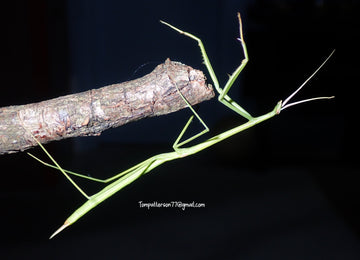 Brunneria borealis “Northern Grass Mantis” 5”