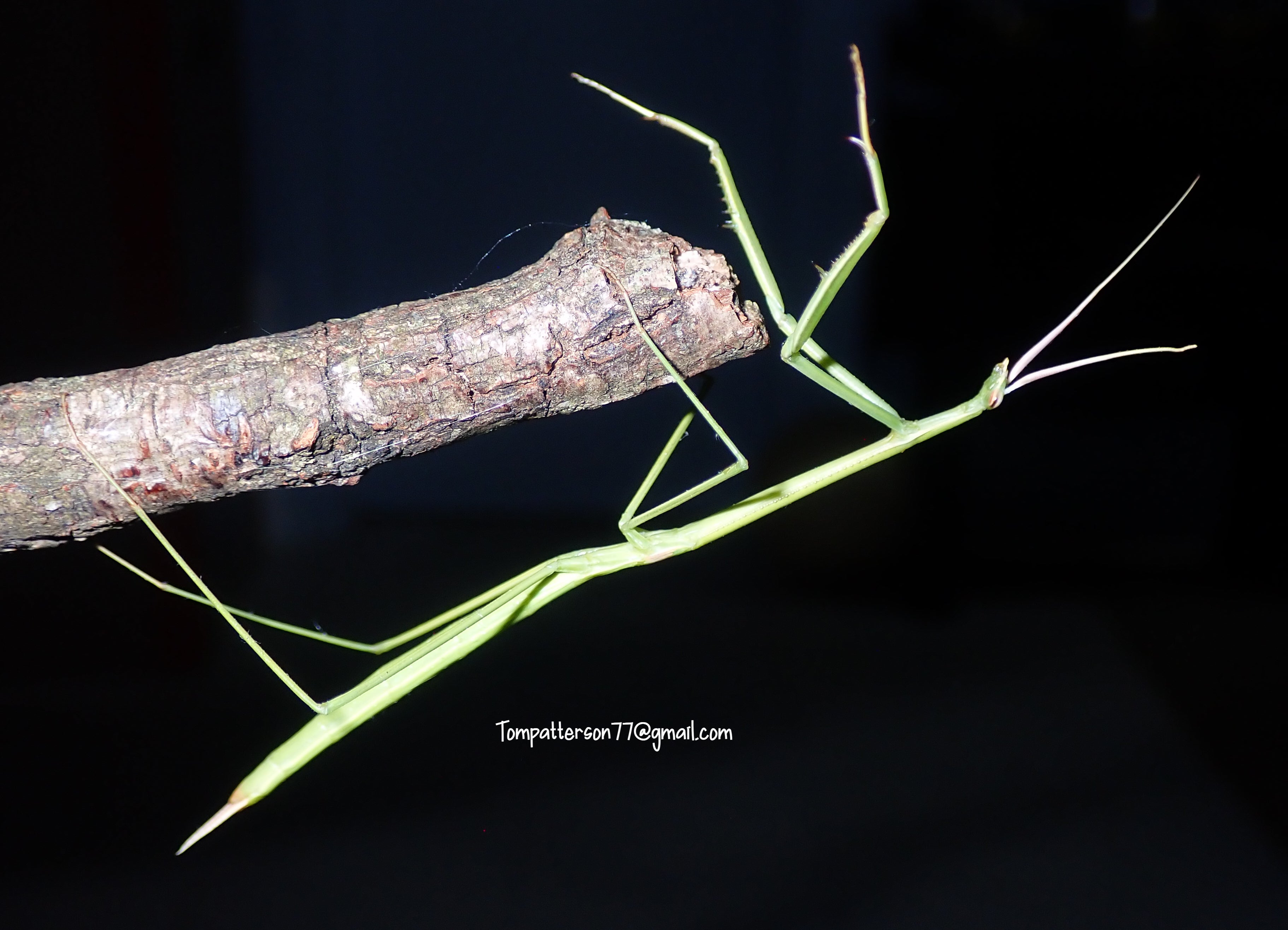 Brunneria borealis “Northern Grass Mantis” 5”