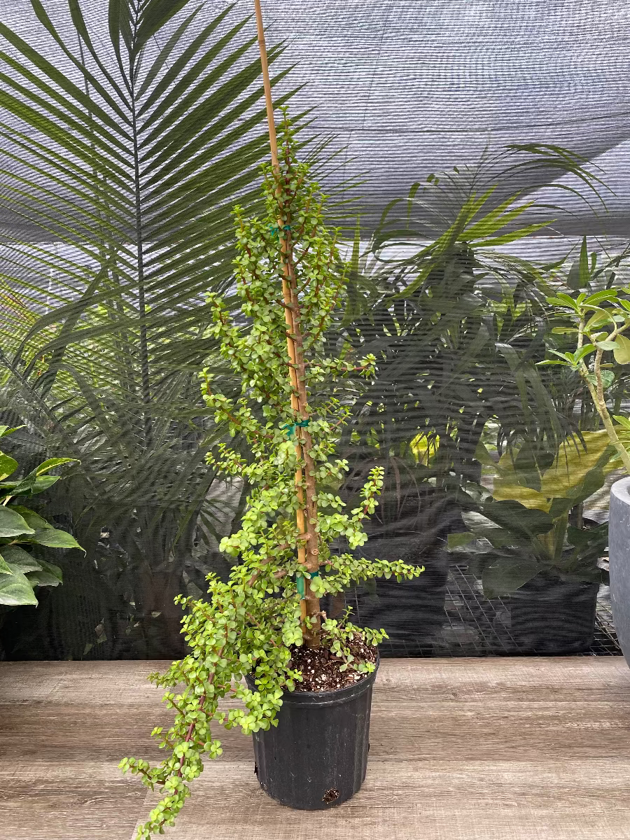 Portulacaria Afra, Elephant Bush Jade Tree