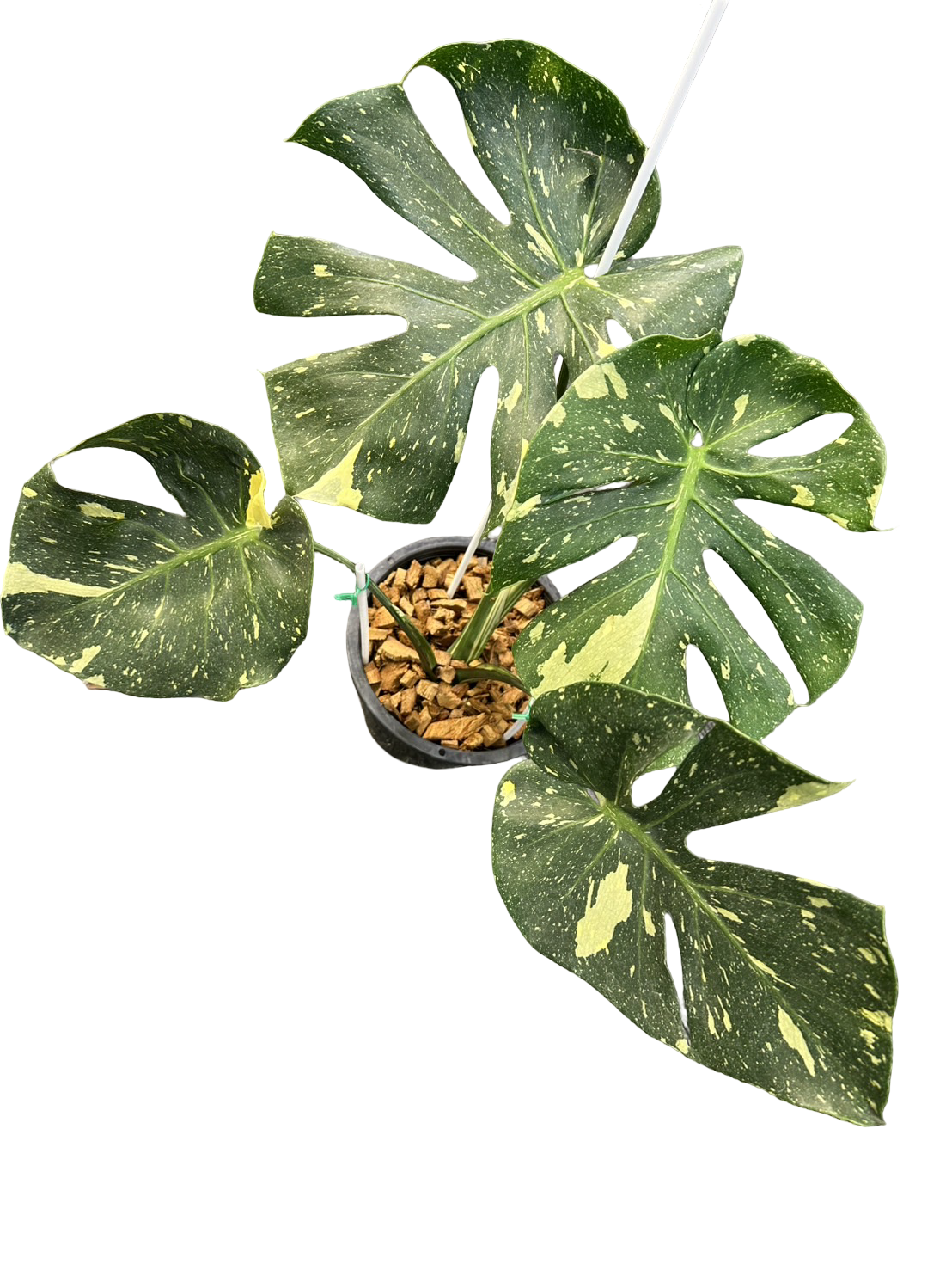 Monstera deliciosa “Scorpion ” Variegated – Exact Actual Plant