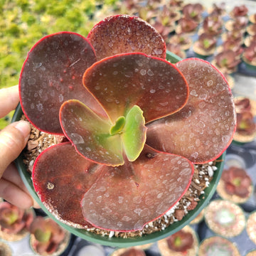 Echeveria 'Mahogany Rose' succulent with burgundy paddle-shaped leaves.