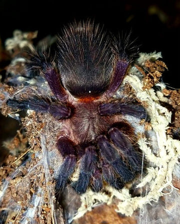 Dolichothele mineirum (Purple Dwarf Beauty Tarantula)