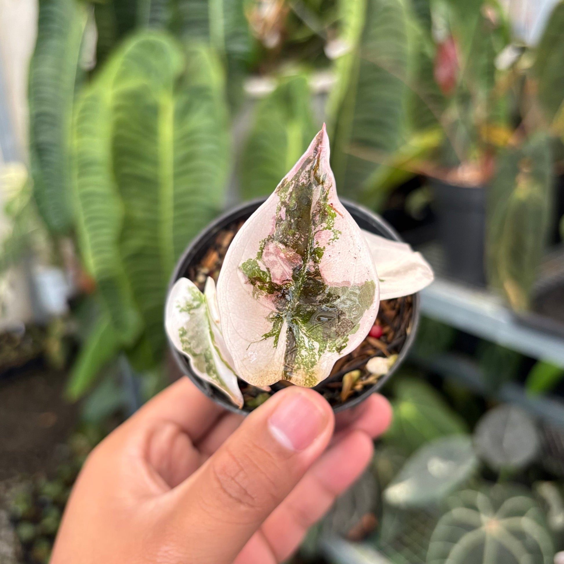 Alocasia Cuprea Pink Variegated