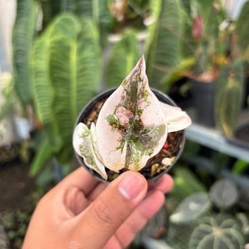 Alocasia Cuprea Pink Variegated