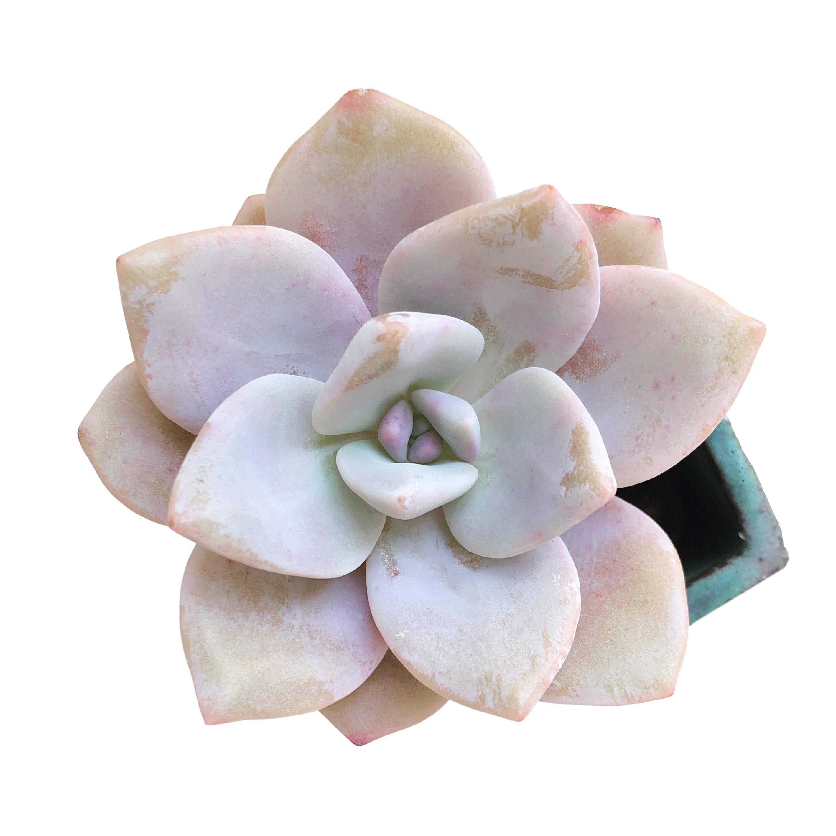 Echeveria Missing You