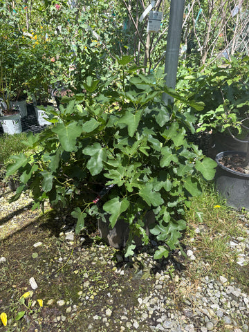 Chicago Hardy Fig Tree