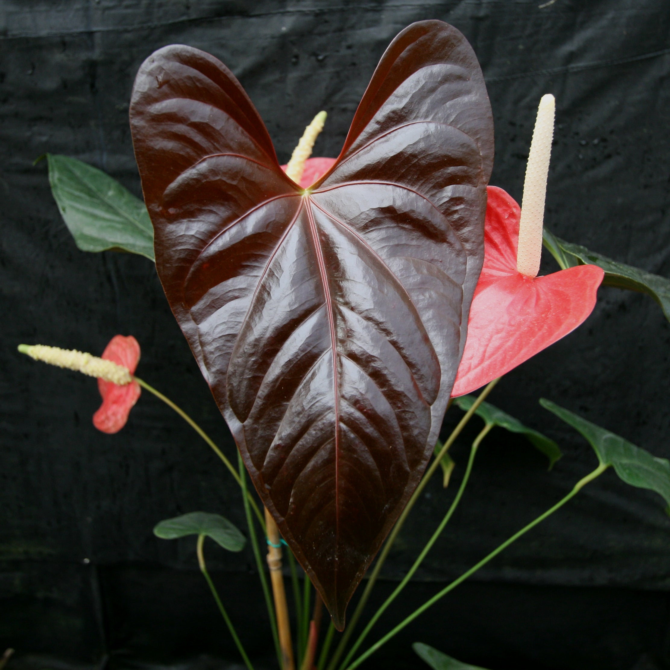 Glossy dark burgundy heart shaped anthurium leaf with pale yellow spadix in the background