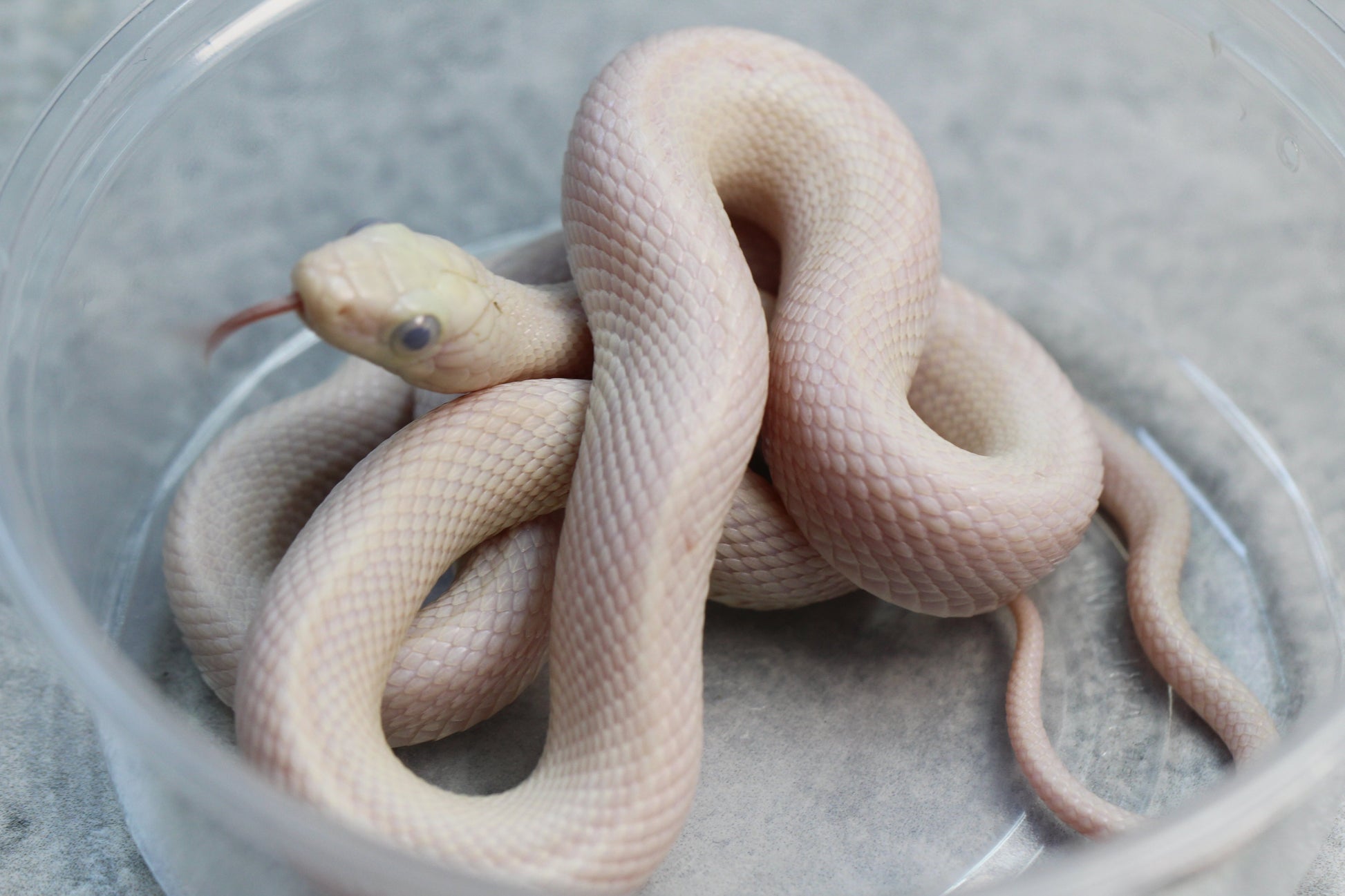 RATONERA LEUCISTICA DE TEXAS MACHO OJO AZUL : ID 70