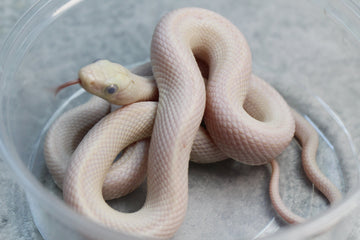 RATONERA LEUCISTICA DE TEXAS MACHO OJO AZUL : ID 70