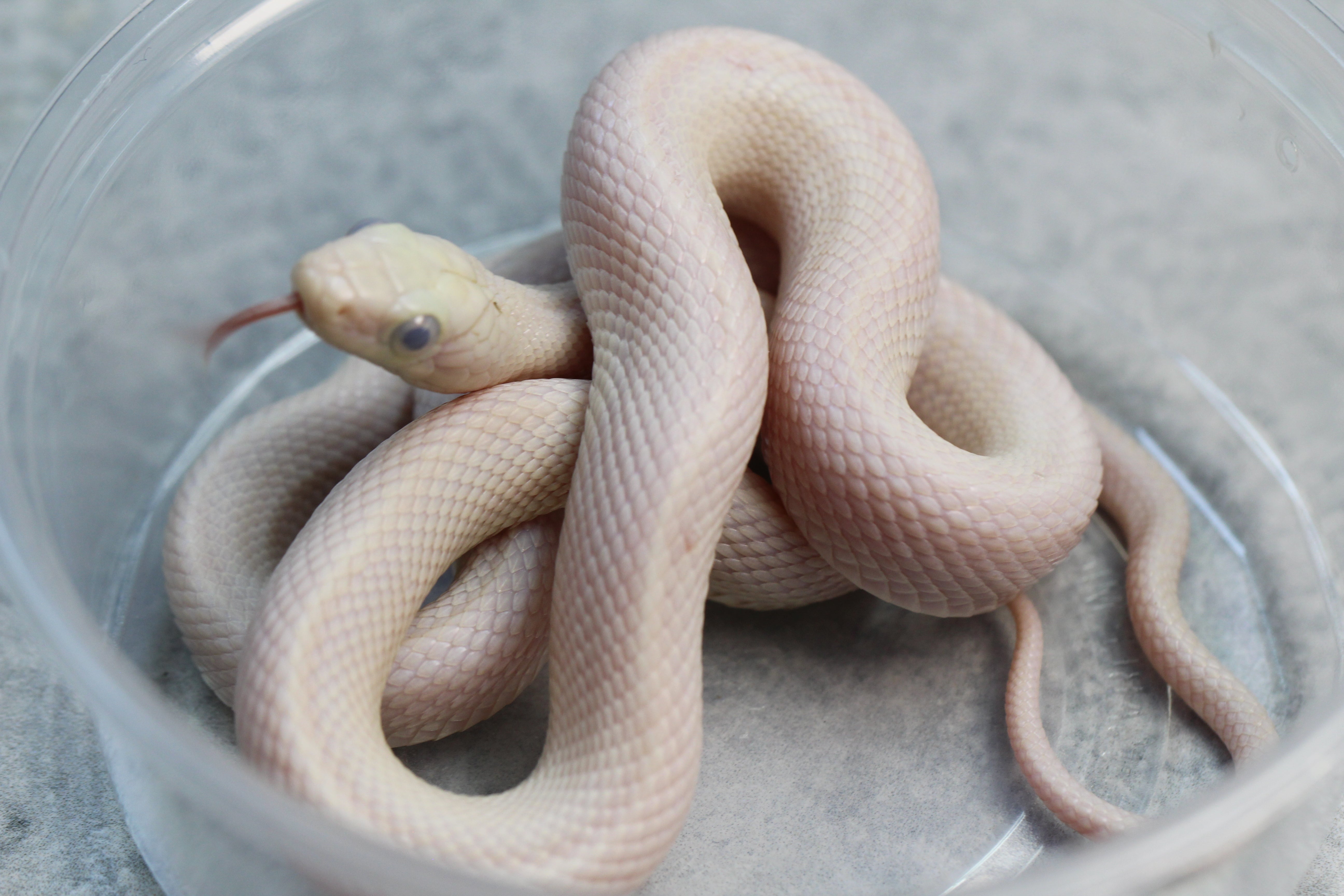 RATONERA LEUCISTICA DE TEXAS MACHO OJO AZUL : ID 70