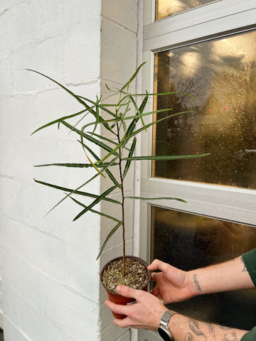 Brachychiton rupestris 'Bottle Tree'