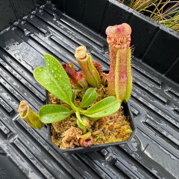 Nepenthes [(LVB)] 'Red Ruffled' x veitchii 'Candy Dreams'- Seed Grown Plant