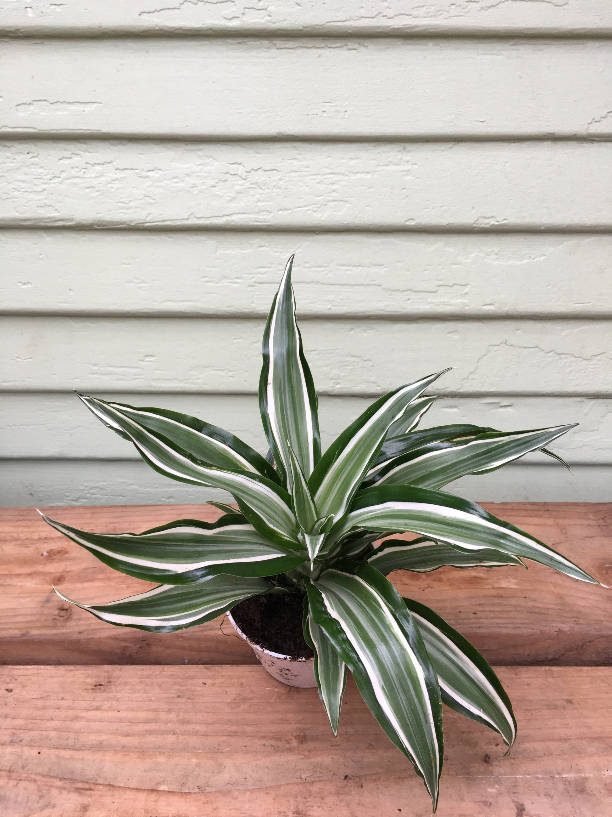 Dracaena kanzi - Mickey Hargitay Plants