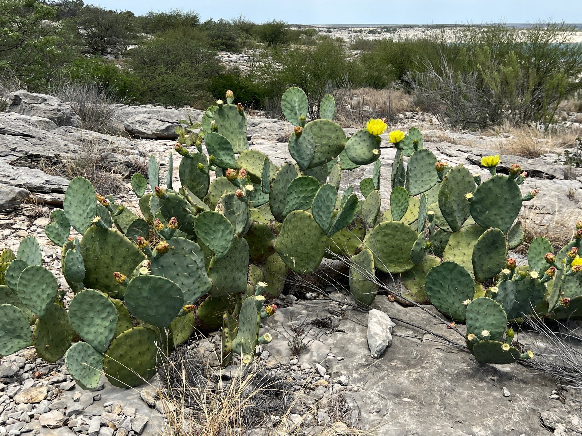 Texas Prickly Pear   25 Seeds   Opuntia engelmannii