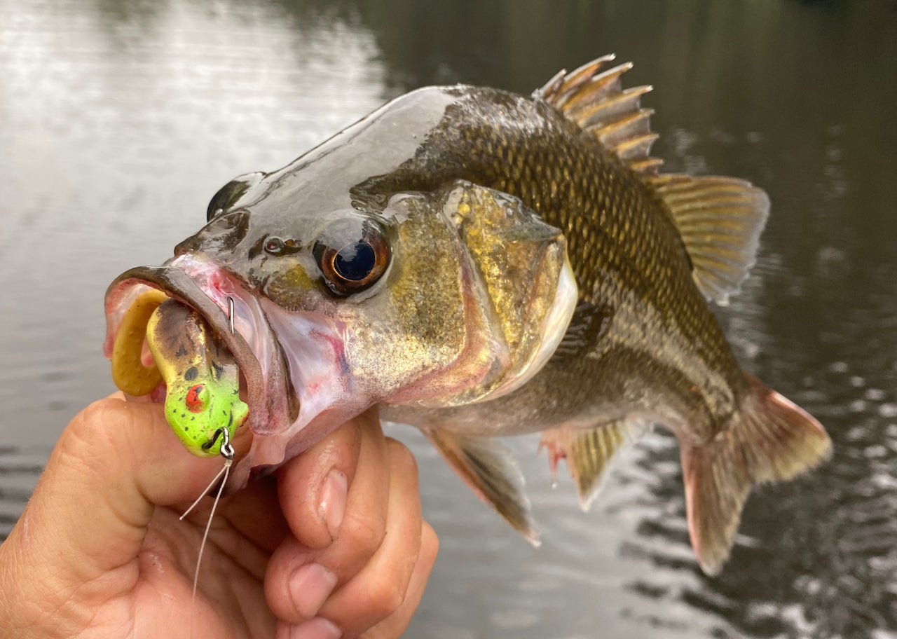 Australian Bass Lures Best Baitcaster Lures How To Catch Australian Bass On  Frogs – Daiwa Australia