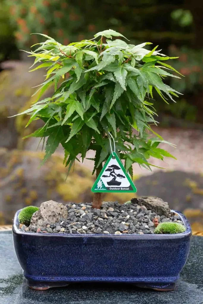 Acer palmatum Mini Maple™