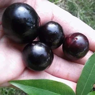 Serrana Jaboticaba ( Plinia sp )