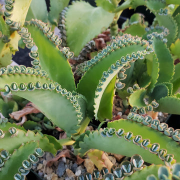 Close-up of Kalanchoe laetivirens, the Mother of Thousands succulent, with green leaves and plantlets on edged foliage in a potted display.