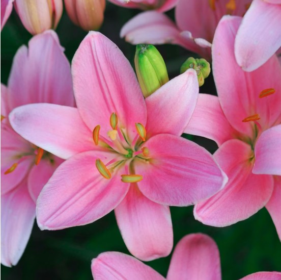 Asiatic Lily Foxtrot