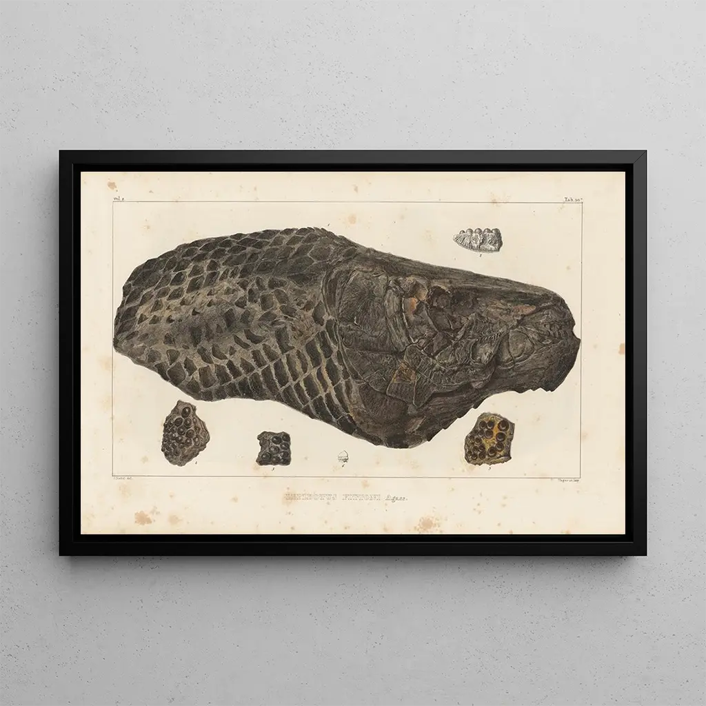 Louis Agassiz - Recherches sur les poissons fossiles Pl178.webp