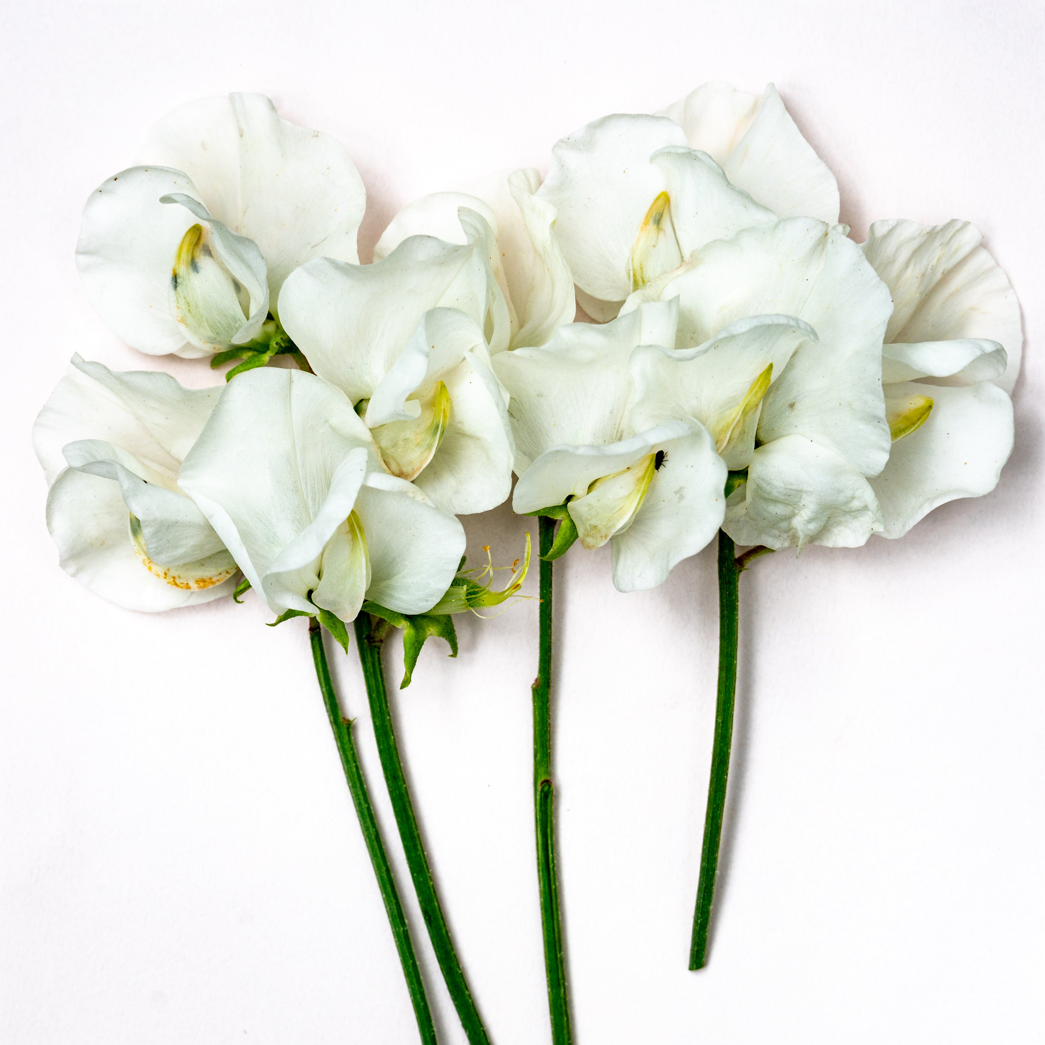 Valentine