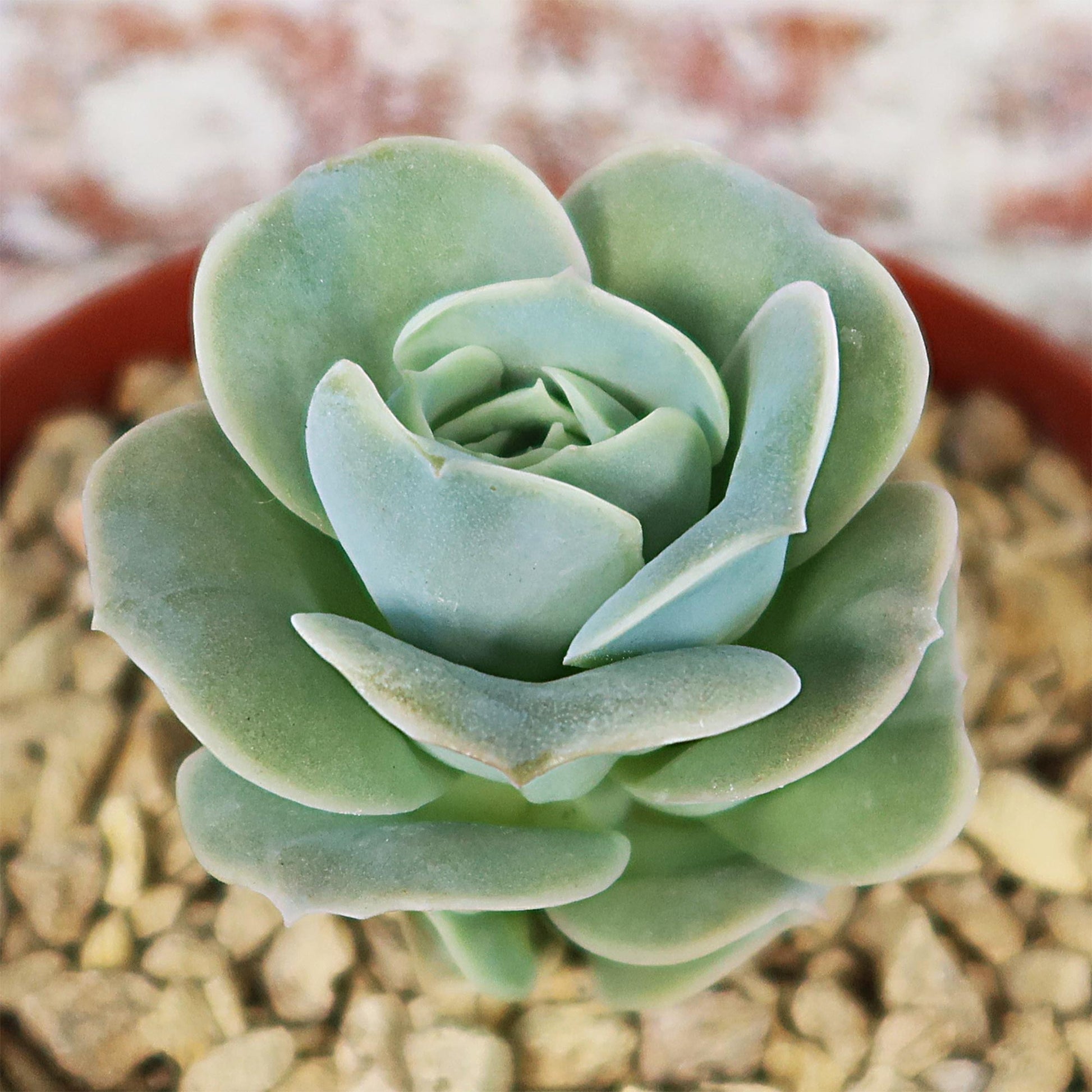 Top view of Echeveria Lovely Rose succulent with thick, fleshy rosette leaves, growing in a pot filled with light-colored gravel.