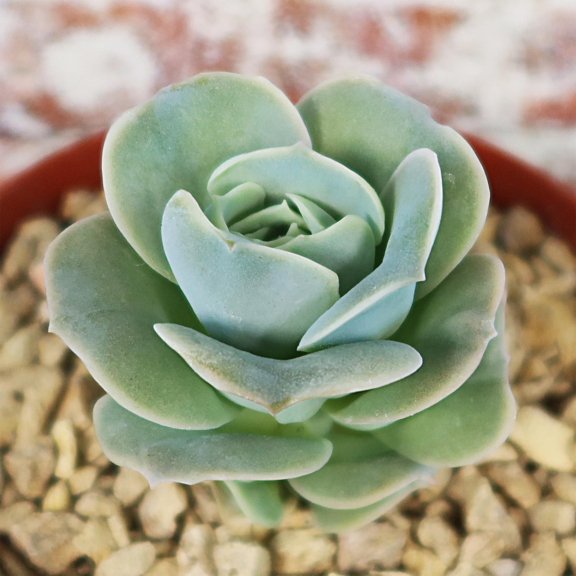 Top view of Echeveria Lovely Rose succulent with thick, fleshy rosette leaves, growing in a pot filled with light-colored gravel.