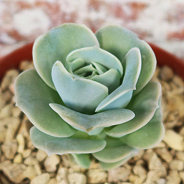 Top view of Echeveria Lovely Rose succulent with thick, fleshy rosette leaves, growing in a pot filled with light-colored gravel.