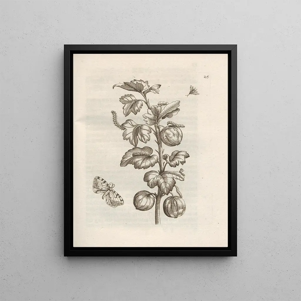 Maria Sibylla Merian - Der Raupen wunderbare Verwandelung und sonderbare BlumenNahrung Pl026.webp