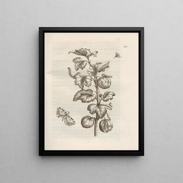 Maria Sibylla Merian - Der Raupen wunderbare Verwandelung und sonderbare BlumenNahrung Pl026.webp